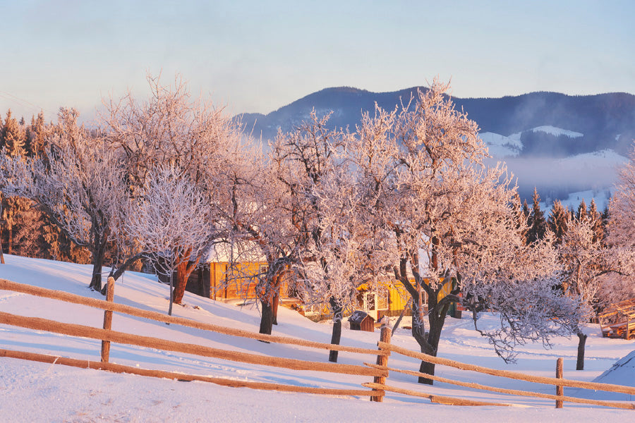 Leafless Winter Trees & Snow Field View Photograph Print 100% Australian Made