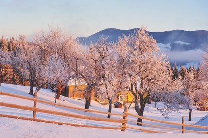 Leafless Winter Trees & Snow Field View Photograph Print 100% Australian Made