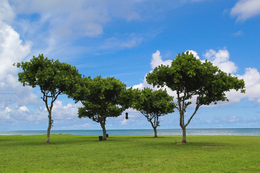 Trees Near Sea Scenery Photograph Print 100% Australian Made