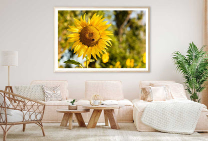 Golden Sunflower & Bee Photograph Home Decor Premium Quality Poster Print Choose Your Sizes