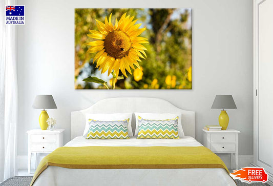 Golden Sunflower & Bee Photograph Print 100% Australian Made