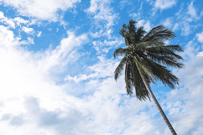 Palm Tree Under lu Sky & Clouds Photograph Print 100% Australian Made