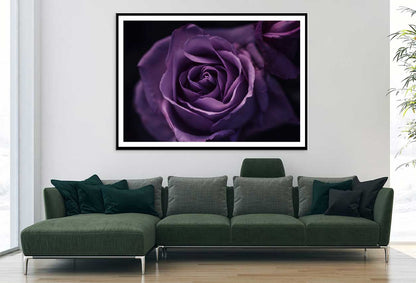 Purple Rose on Dark Closeup View Photograph Home Decor Premium Quality Poster Print Choose Your Sizes