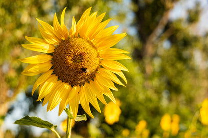 Golden Sunflower & Bee Photograph Print 100% Australian Made