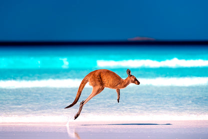 Bella Home Kangaroo jumping Mid Air on Sand Print Canvas Ready to hang