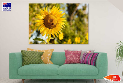 Golden Sunflower & Bee Photograph Print 100% Australian Made