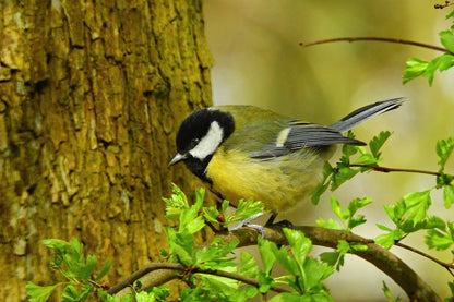 Great Tit Bird Closeup Photograph Print 100% Australian Made