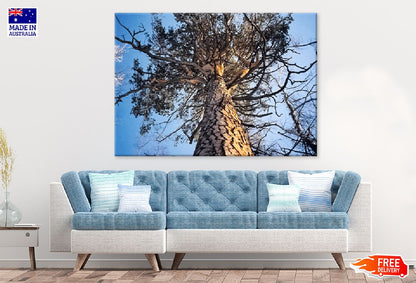 Large Dead Tree View From Below Photograph Print 100% Australian Made