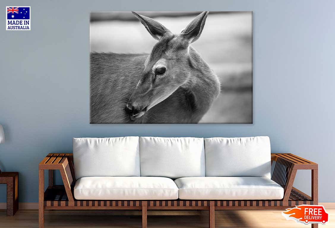 Deer Face B&W View Photograph Print 100% Australian Made