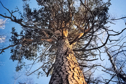 Large Dead Tree View From Below Photograph Print 100% Australian Made