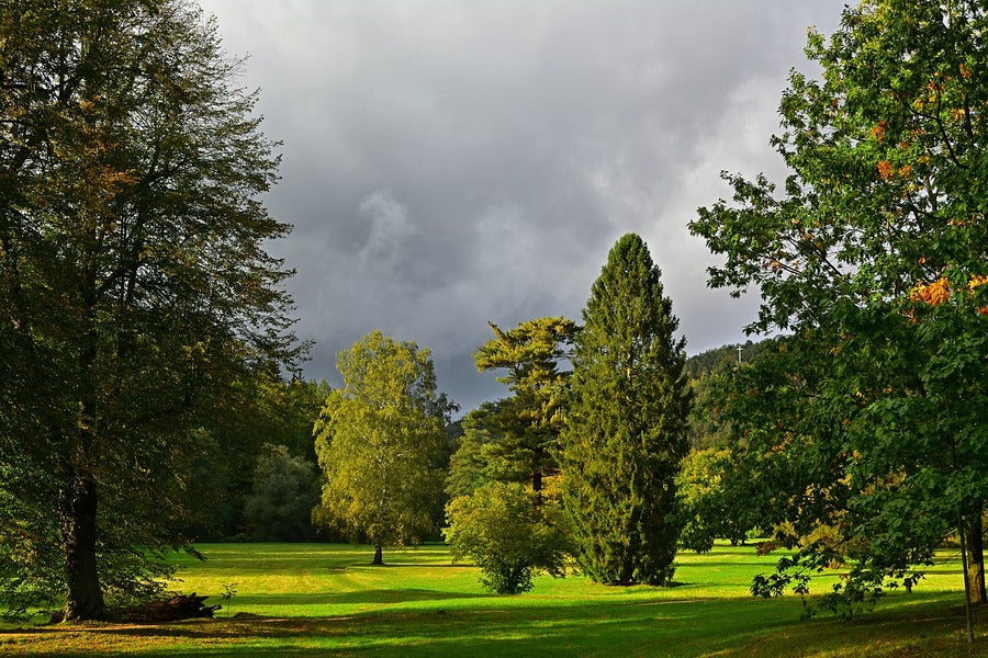 Green Park & Autumn Trees Photograph Print 100% Australian Made