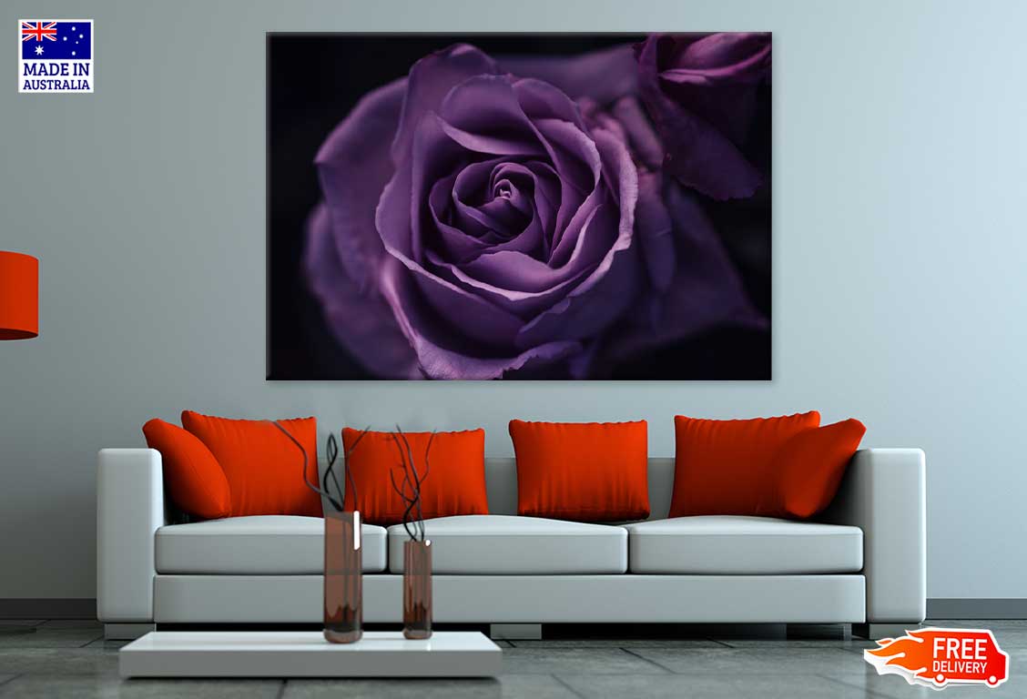 Purple Rose on Dark Closeup View Photograph Print 100% Australian Made