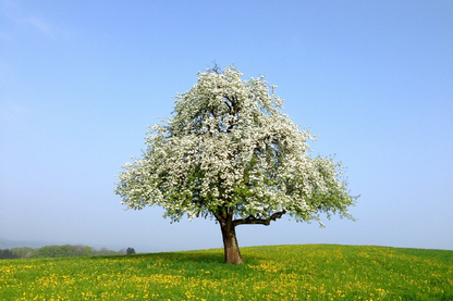 White Flower Tree Photograph Print 100% Australian Made