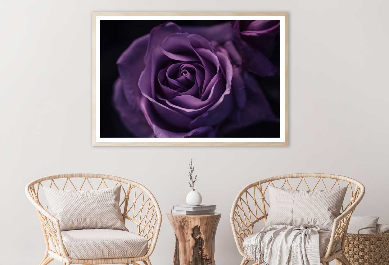 Purple Rose on Dark Closeup View Photograph Home Decor Premium Quality Poster Print Choose Your Sizes