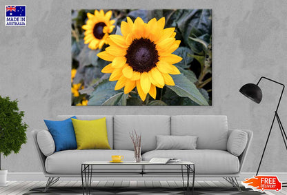 Sunflowers with Leaves View Photograph Print 100% Australian Made