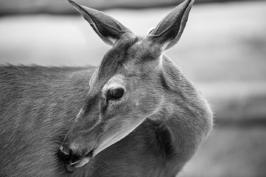 Deer Face B&W View Photograph Print 100% Australian Made