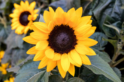 Sunflowers with Leaves View Photograph Print 100% Australian Made