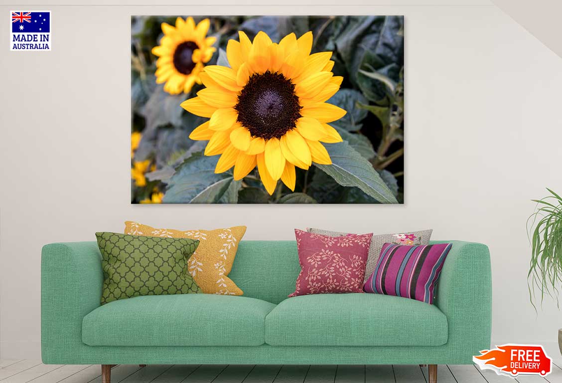 Sunflowers with Leaves View Photograph Print 100% Australian Made