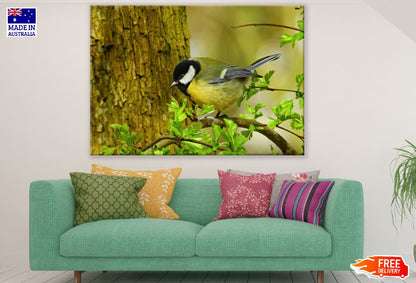 Great Tit Bird Closeup Photograph Print 100% Australian Made