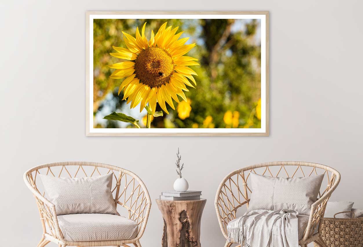 Golden Sunflower & Bee Photograph Home Decor Premium Quality Poster Print Choose Your Sizes