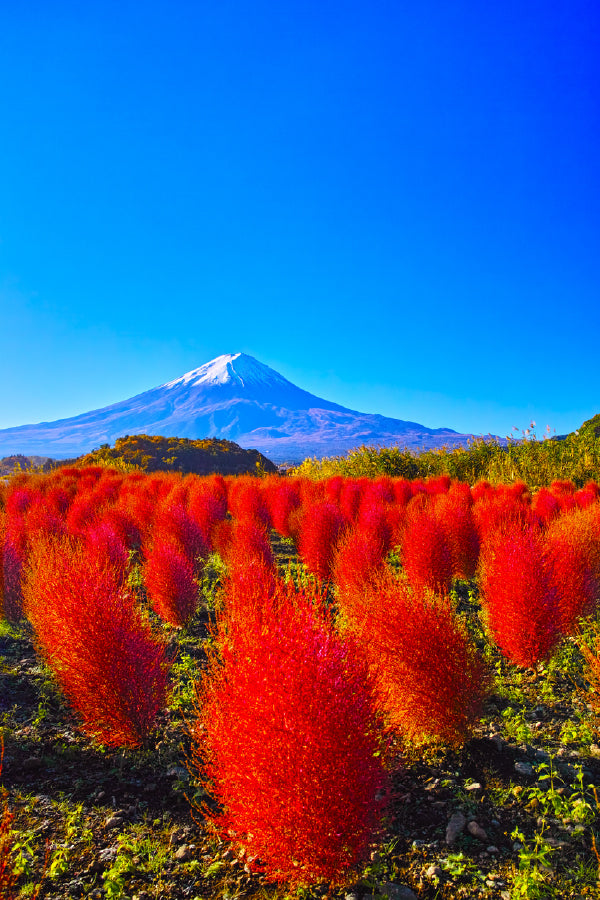 Red Leaves Blooming on Mountain Photograph Print 100% Australian Made