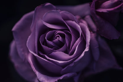 Purple Rose on Dark Closeup View Photograph Home Decor Premium Quality Poster Print Choose Your Sizes