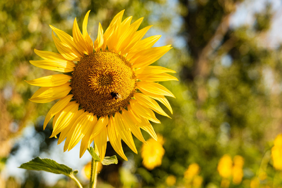 Golden Sunflower & Bee Photograph Home Decor Premium Quality Poster Print Choose Your Sizes