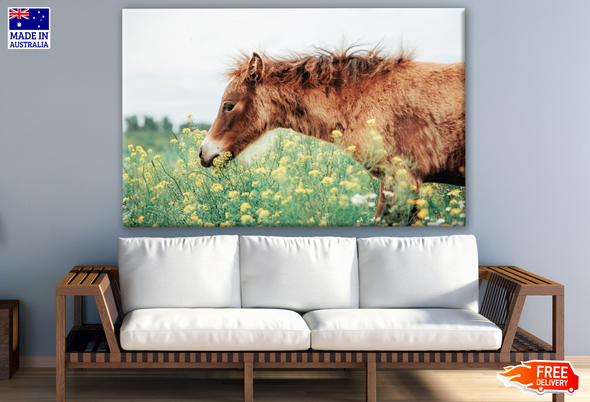 Portrait of Red Foal on Field with Flowers Photograph Print 100% Australian Made