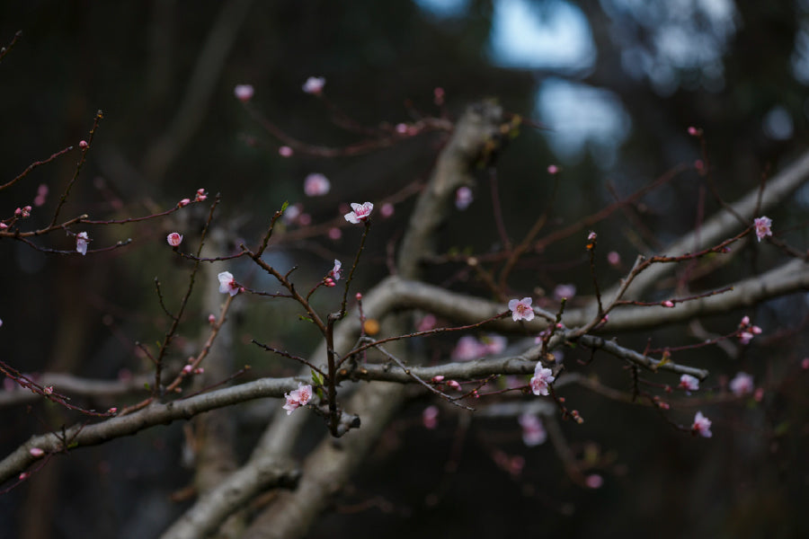 Cherry Blossom Flower Tree Branch View Photograph Print 100% Australian Made