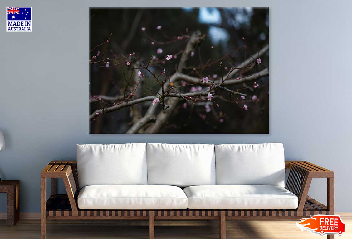 Cherry Blossom Flower Tree Branch View Photograph Print 100% Australian Made