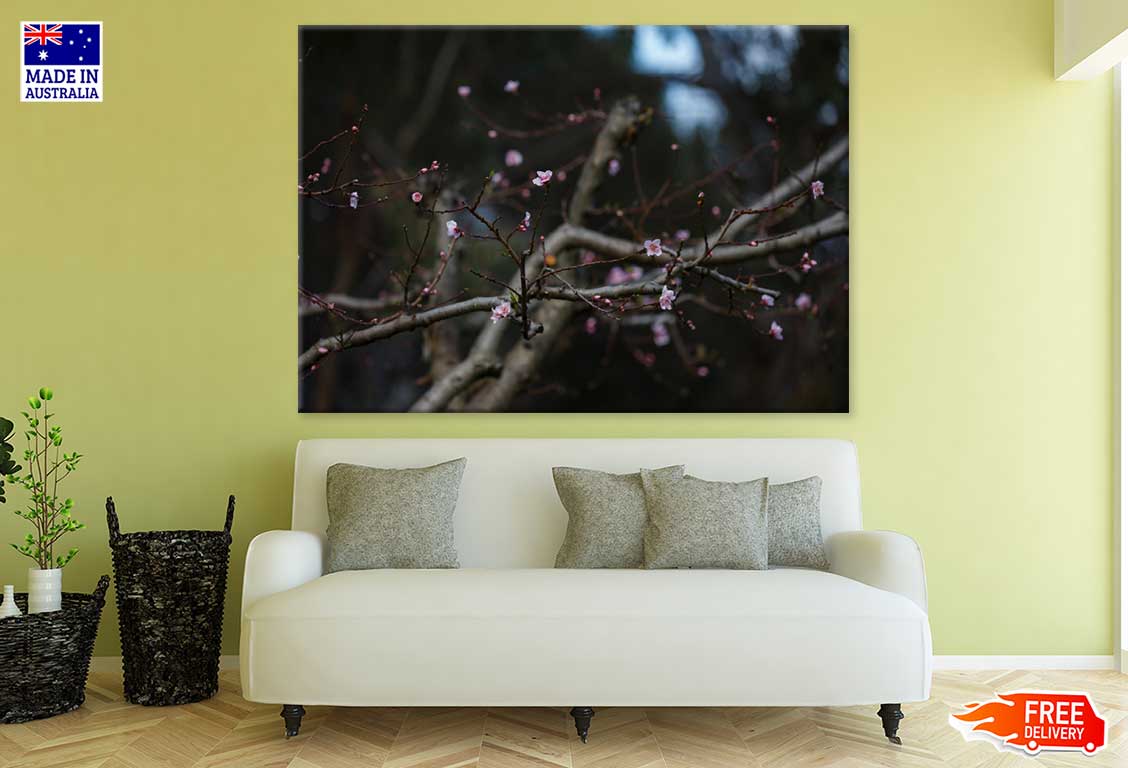 Cherry Blossom Flower Tree Branch View Photograph Print 100% Australian Made