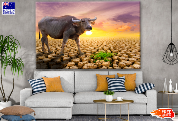 Buffalo in a Desert Ground Sunset Photograph Print 100% Australian Made