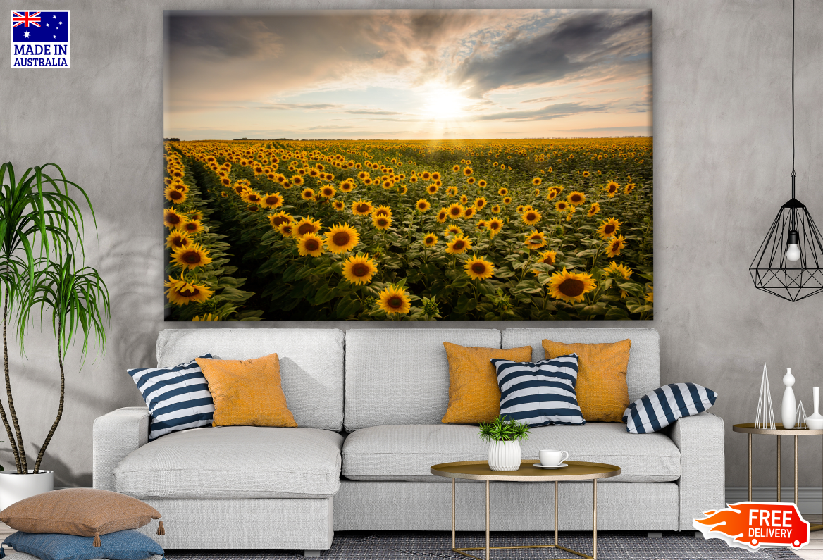 Sunflower Field Sunset Landscape Scenery Photograph Print 100% Australian Made