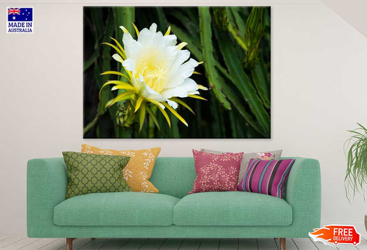 Dragon Fruit Flower Closeup View Photograph Print 100% Australian Made