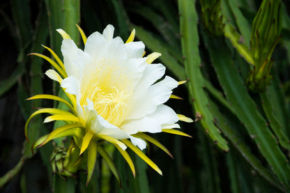 Dragon Fruit Flower Closeup View Photograph Print 100% Australian Made