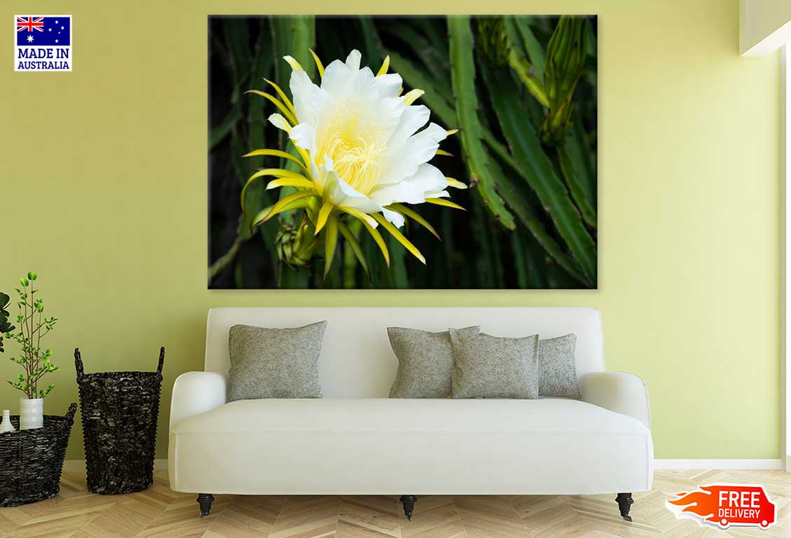 Dragon Fruit Flower Closeup View Photograph Print 100% Australian Made