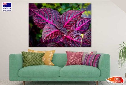 Garden Croton Leaves Photograph Print 100% Australian Made