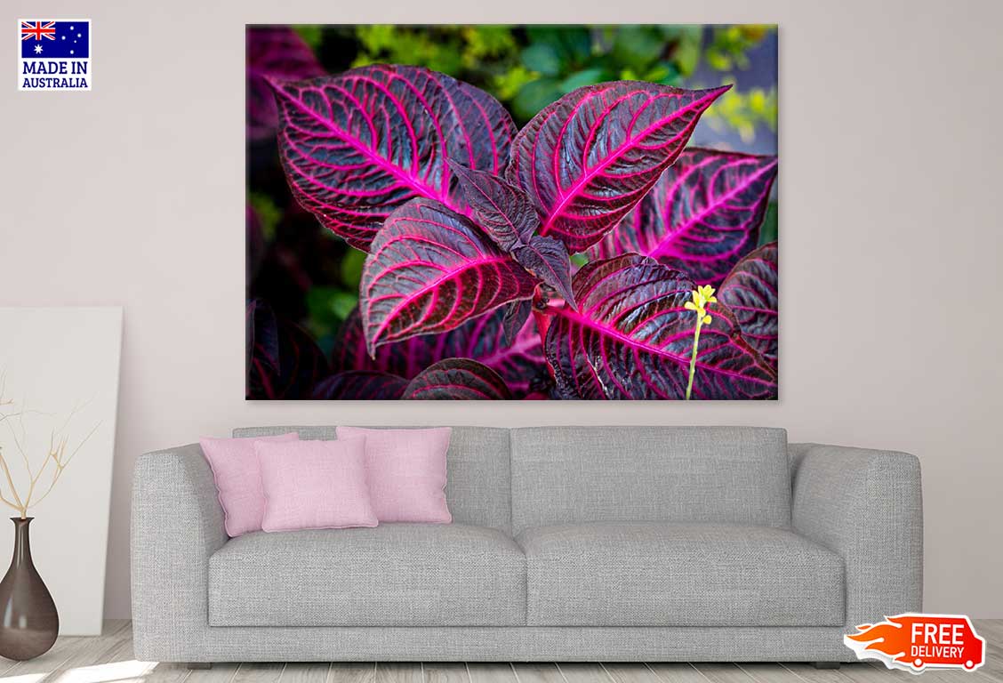 Garden Croton Leaves Photograph Print 100% Australian Made