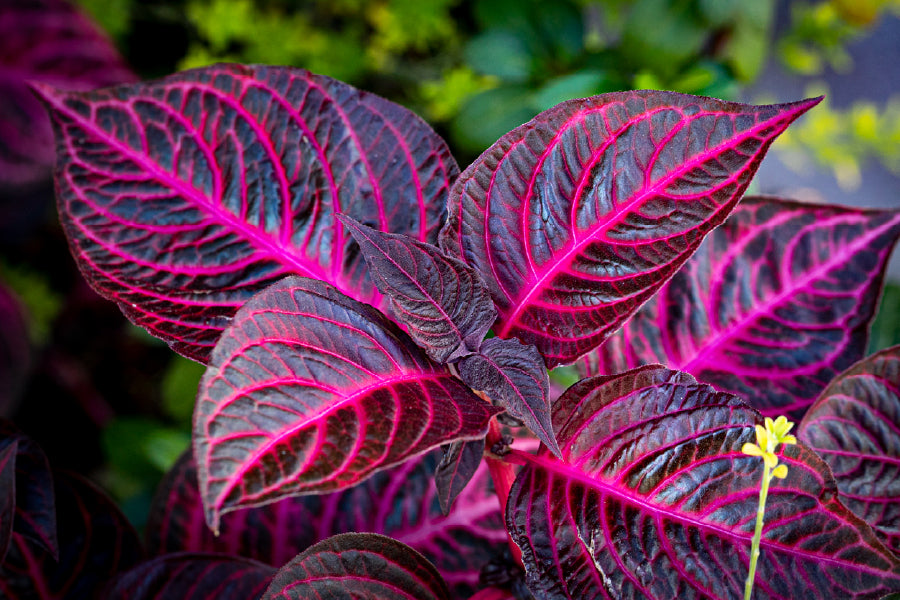 Garden Croton Leaves Photograph Print 100% Australian Made