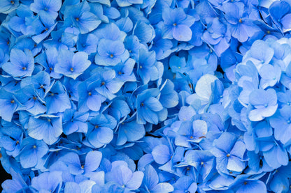 Blue Hydrangea Flowers Photograph Print 100% Australian Made