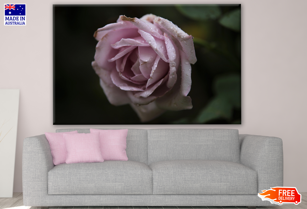 Rose Flower Closeup Photograph Print 100% Australian Made