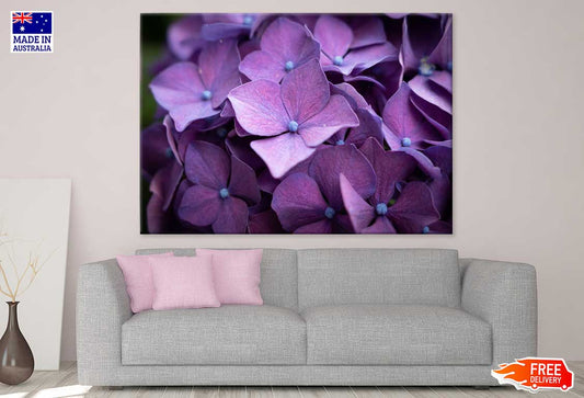 Hydrangea Violet Flowers Closeup View Photograph Print 100% Australian Made