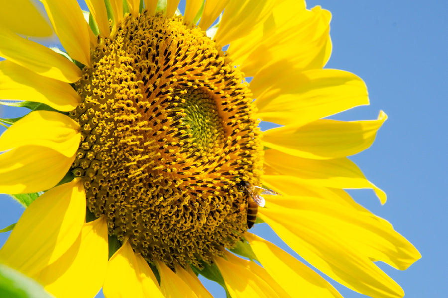 Sunflower Closeup View Photograph Print 100% Australian Made