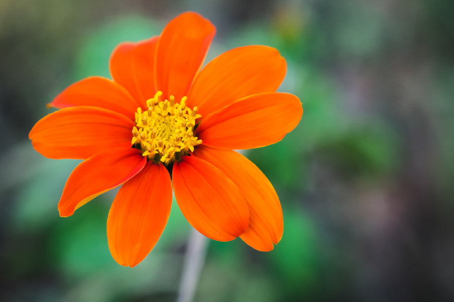 Orange Zinnia Angustifolia Flower Photograph Print 100% Australian Made