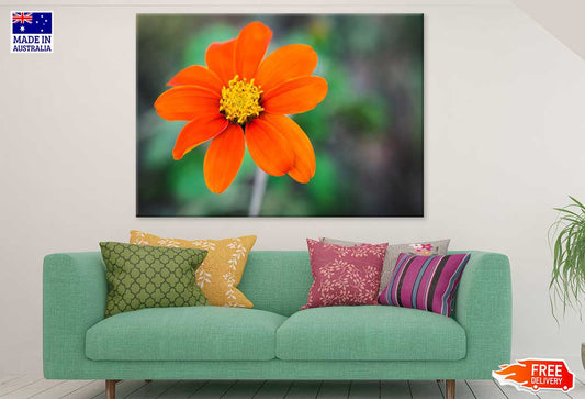 Orange Zinnia Angustifolia Flower Photograph Print 100% Australian Made