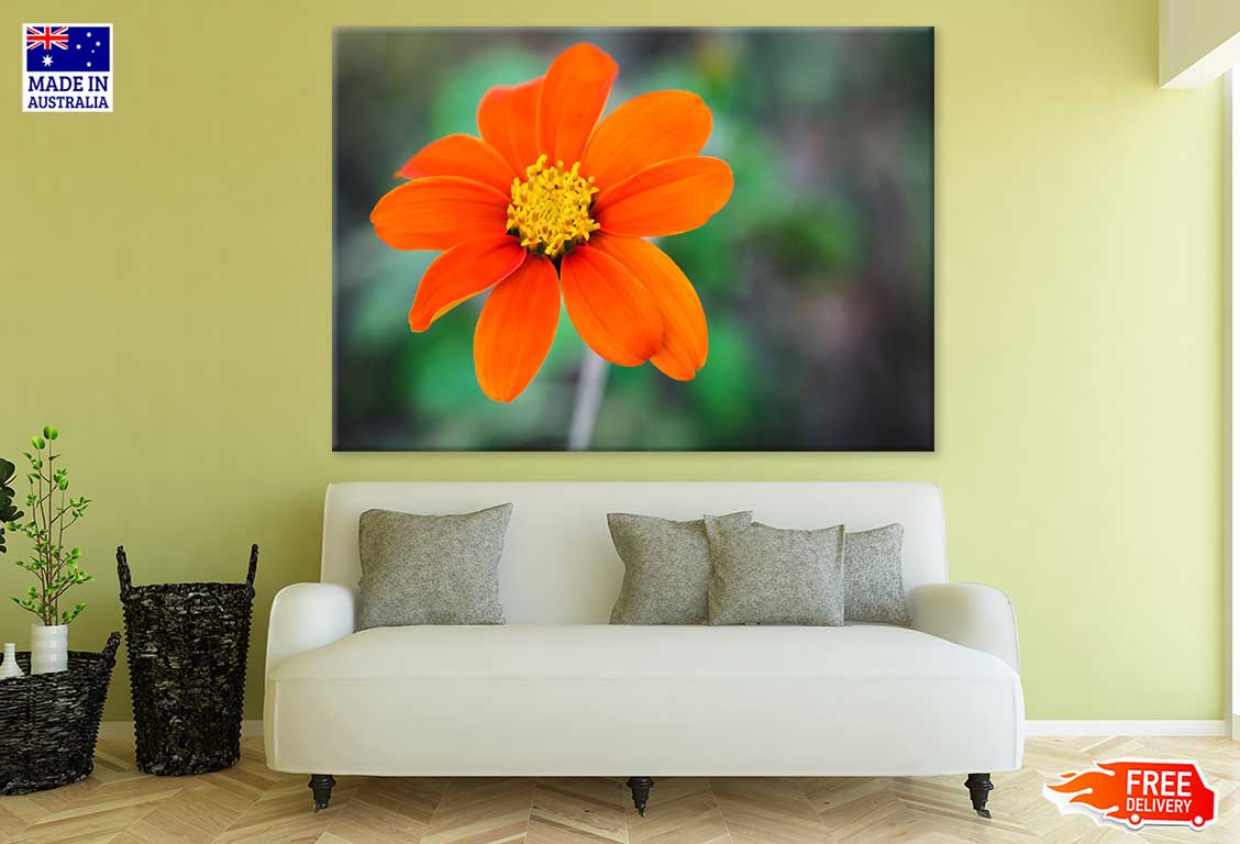 Orange Zinnia Angustifolia Flower Photograph Print 100% Australian Made