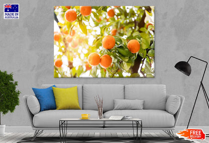 Orange Citrus Tree Sunset View Photograph Print 100% Australian Made