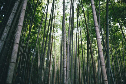 Bamboo Tree Forest Photograph Print 100% Australian Made