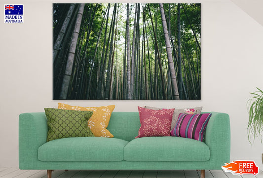 Bamboo Tree Forest Photograph Print 100% Australian Made