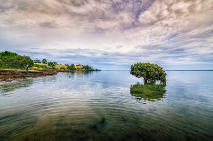 Lonely Tree on Lake & Cloudy Sky Photograph Print 100% Australian Made